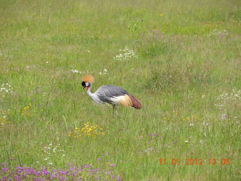 Венценосный журавль. Украшение саванны.