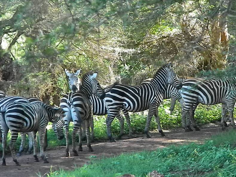 Зебры в засаде.
