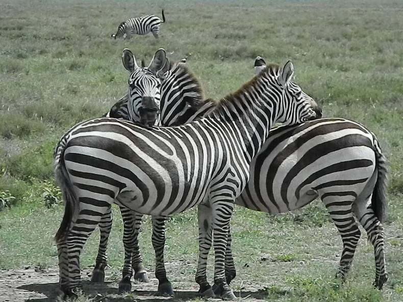 У зебр бывает Дружба с большой буквы.