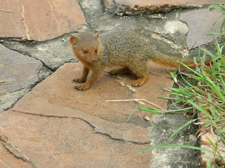 Мангуст - великий победитель змей.