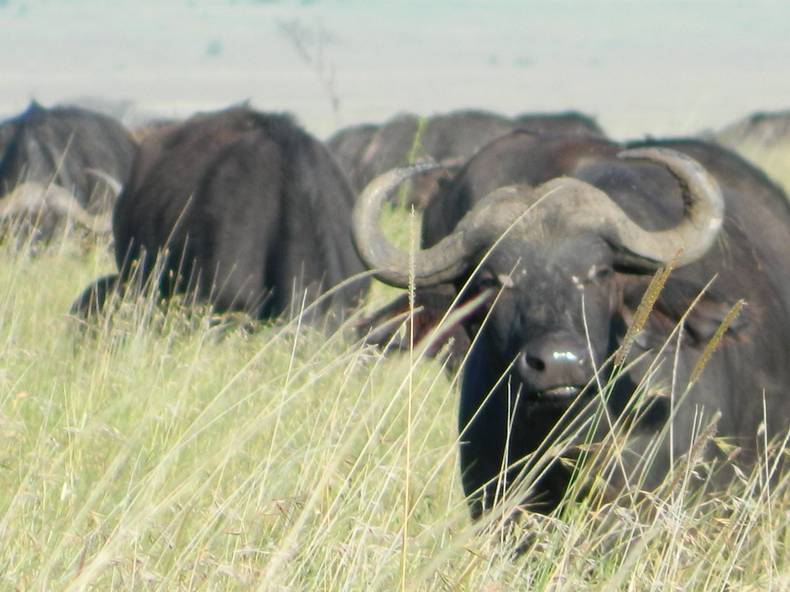 Буйвол - мощ и сила.