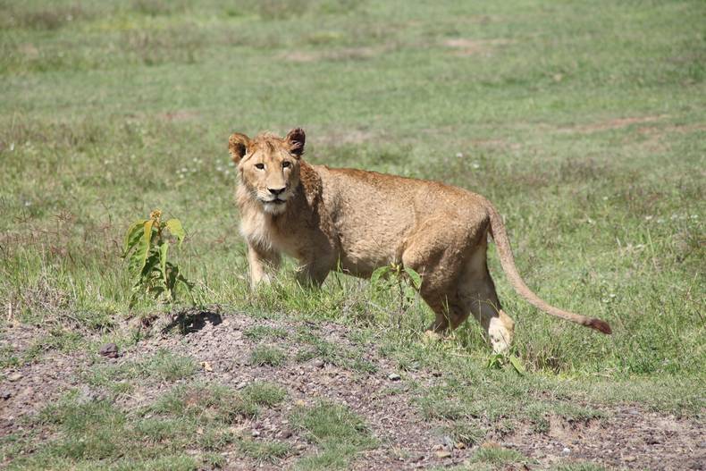Это Дикий лев.
